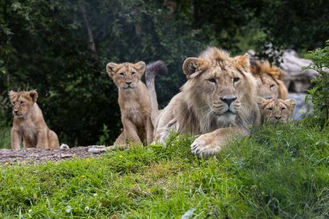 lions and cubs at fota wildlife park cork