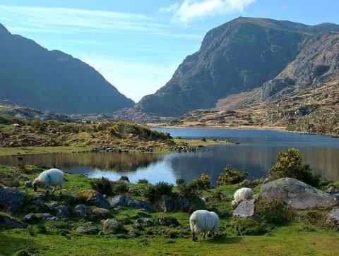 glencar lake with sheep